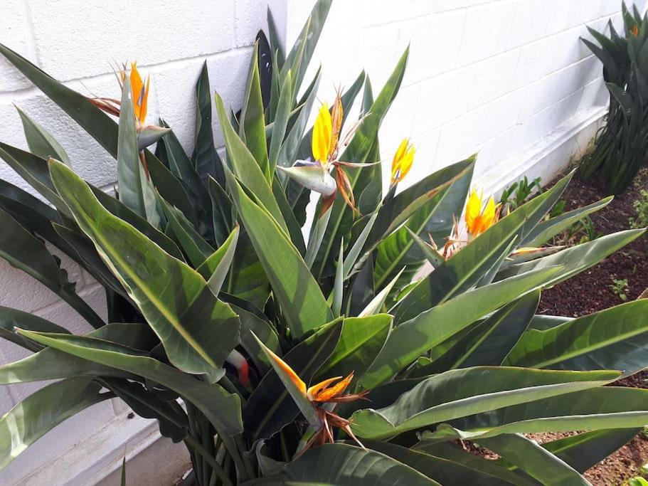 Apartamento Tranquilo En Una Casa Con Jardin San Cristóbal de La Laguna Exterior foto